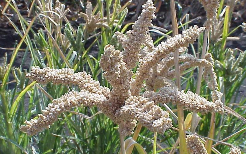 कोदो खेतीबाट राम्रो आम्दानी हुन थालेपछि किसान दङ्ग