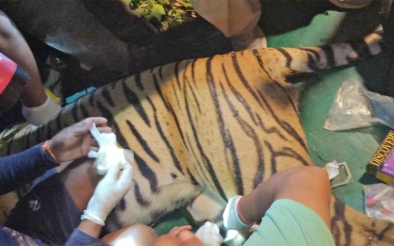 मान्छे आक्रमण गर्ने बाघ १६ घण्टापछि नियन्त्रणमा