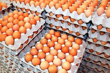 क्रान्तिकारी कम्युनिस्ट पार्टी नेपाल काभ्रे तेमाल गाउँपालिको भेला सम्पन्न