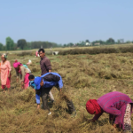 बर्दियामा क्रान्तिकारी कम्युनिस्ट पार्टीका नेताकार्यकर्ताहरु श्रममा सक्रिय