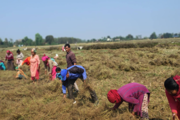 बर्दियामा क्रान्तिकारी कम्युनिस्ट पार्टीका नेताकार्यकर्ताहरु श्रममा सक्रिय