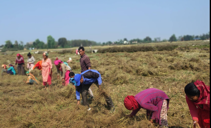 बर्दियामा क्रान्तिकारी कम्युनिस्ट पार्टीका नेताकार्यकर्ताहरु श्रममा सक्रिय