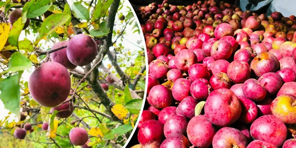 बाजुरामा स्याउ उत्पादन बढ्दै, बजार पाउन सधैँ अभाव