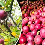 बाजुरामा स्याउ उत्पादन बढ्दै, बजार पाउन सधैँ अभाव