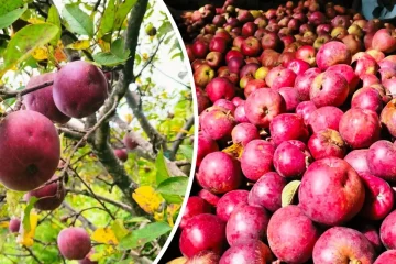 बाजुरामा स्याउ उत्पादन बढ्दै, बजार पाउन सधैँ अभाव